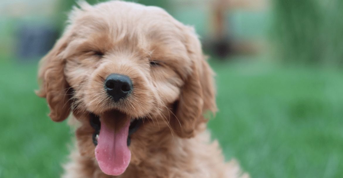 PERROS FELICES, CÓMO SABER QUE TU MASCOTA ES FELIZ