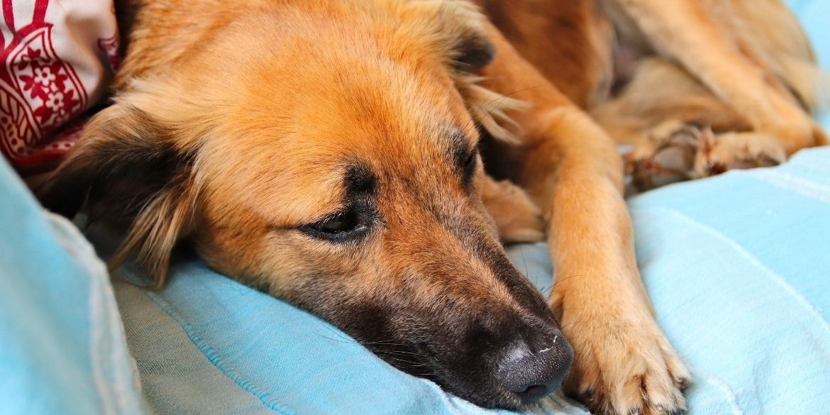 puede la nueva comida para perros causar vómitos